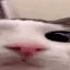 plink2