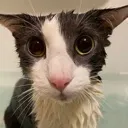 SogTheOriginal