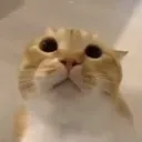 Moo