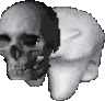 SKULLBEARAHUFWIGIUWIUGWA