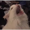 AUGHHHHHHH