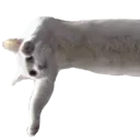 cathead