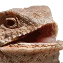 chucklelizard
