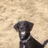 shockeddog