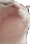 fastjamcat