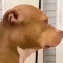 dog13