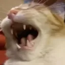 MEOWWWW