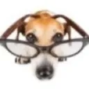 dogglasses