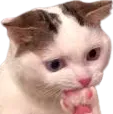 thinkcat