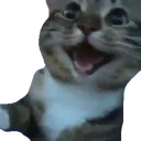 KITTYexcited