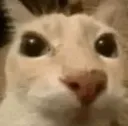 cat cat