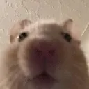 huh_2