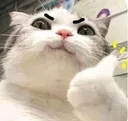 catthumbsup