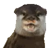 partyotter