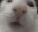 poogs