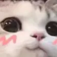 uwucat uwucat