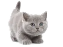 grey_kitten_2 Discord Emoji