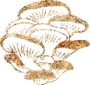 Layer5