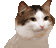 5997_party_cat