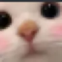 Gato_owo_1 Discord Emoji