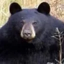 ChonkyBear
