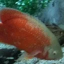 ORANGEFISHY Discord Emoji