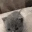 Hi Hi