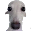 bonk