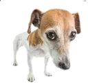 rock_dog