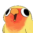 parrotwiggle