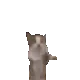 cathihihi
