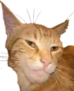 chadcat