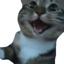 HappyCat