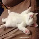 04_catsleep 04_catsleep