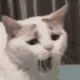 yawn yawn
