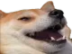 doog