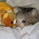 sad_cat