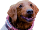 cosmosmile Discord emoji