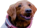 cosmosmile cosmosmile
