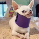 retarddogsideye