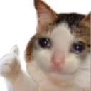 cat_thumbsup