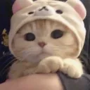zzZ_cute_cat
