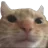 catputo catputo