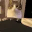 catnom