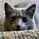 bigeyesstare