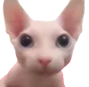 bingus bingus