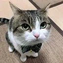 gentlecat