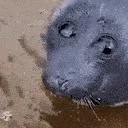 SC2_Seal_look