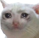 NHM_sadcat Discord emoji