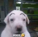 waos